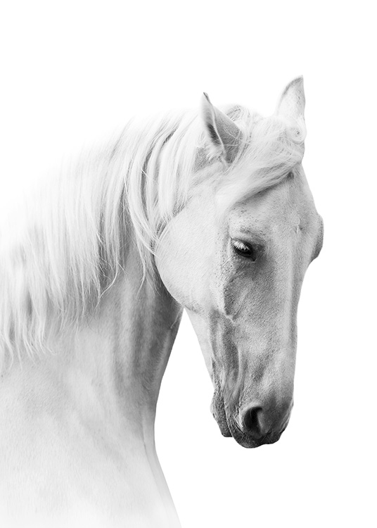 Horse Profile Poster / Bianco e nero  presso Desenio AB (10876)