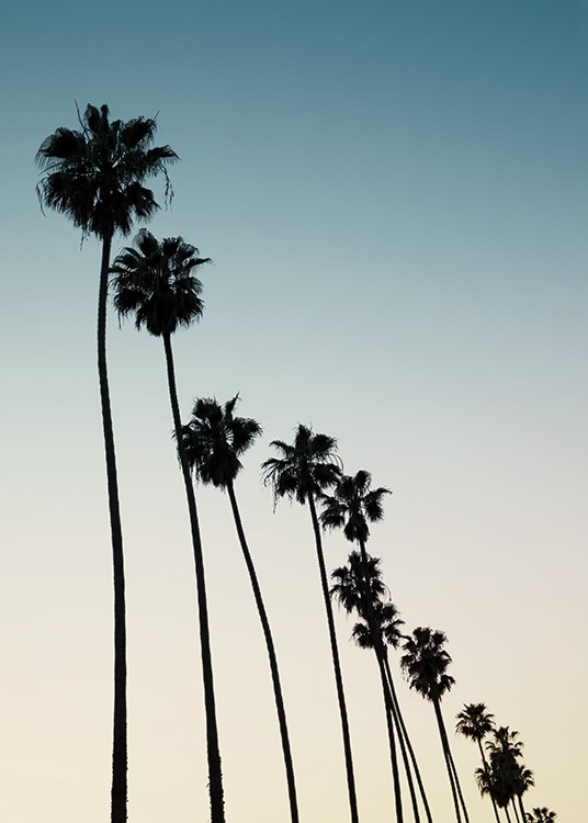 Palm Row Sunset Poster
