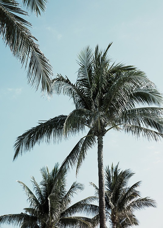 Tropical Palms No1 Poster / Quadri tropicale presso Desenio AB (10958)