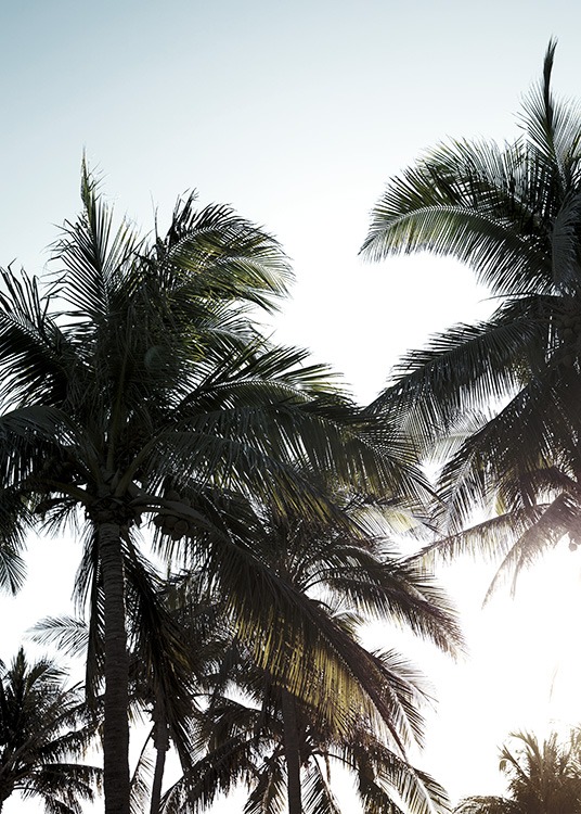 – Fotografia di palme contro un cielo illuminato dal sole