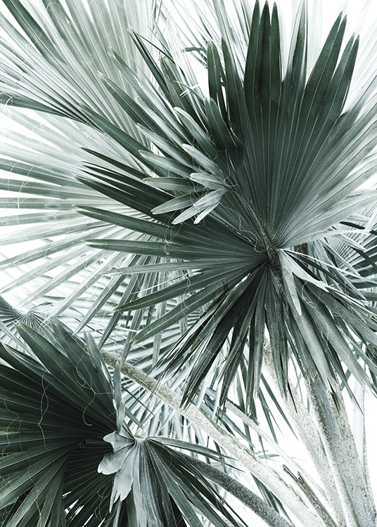 Tropical Palm Leaves No2 Poster / Fotografia presso Desenio AB (10980)