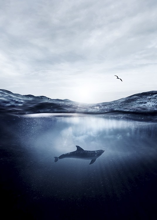 Dolphin Underwater Poster / Natura presso Desenio AB (11049)