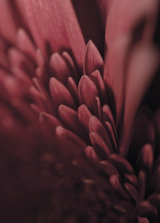 Burgundy Flower Close Up Poster / Fotografia presso Desenio AB (11188)
