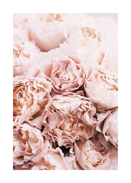 Bouquet of Roses Poster / Fotografia presso Desenio AB (11189)