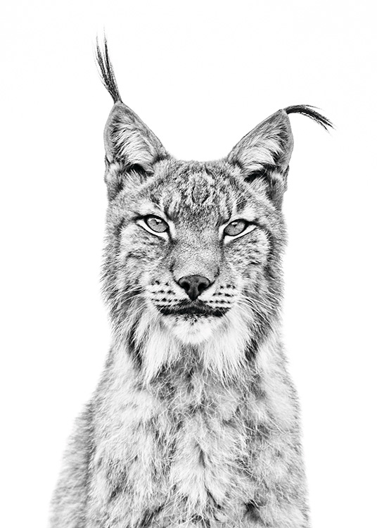 Lynx Poster / Bianco e nero  presso Desenio AB (11257)