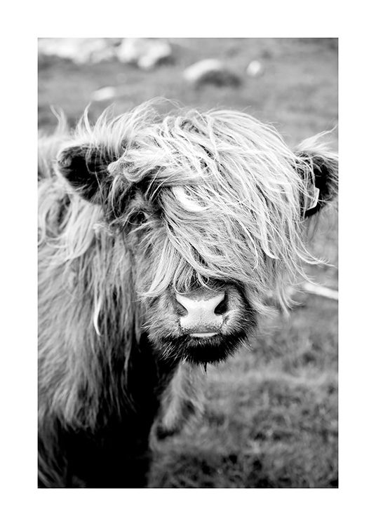 Portrait of Highland Cattle Poster / Animali presso Desenio AB (11485)