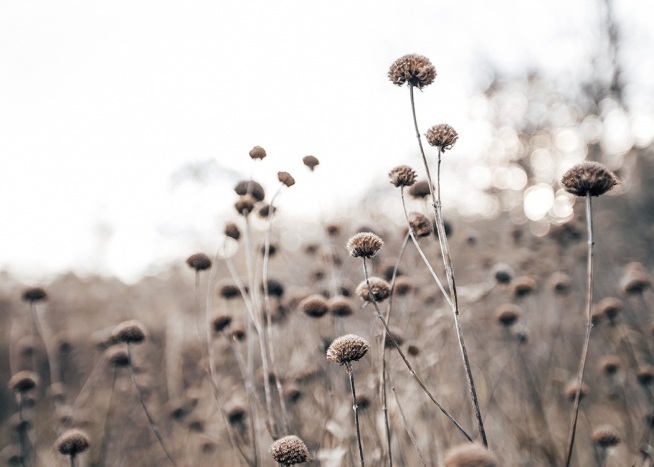– Fotografia ravvicinata di fiori secchi su uno sfondo sfocato