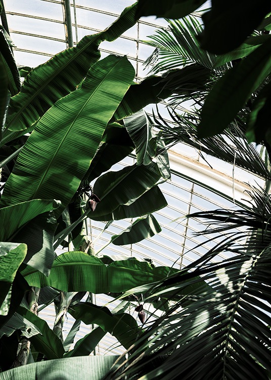 – Poster di piante verdi in una serra fotografata dal basso.