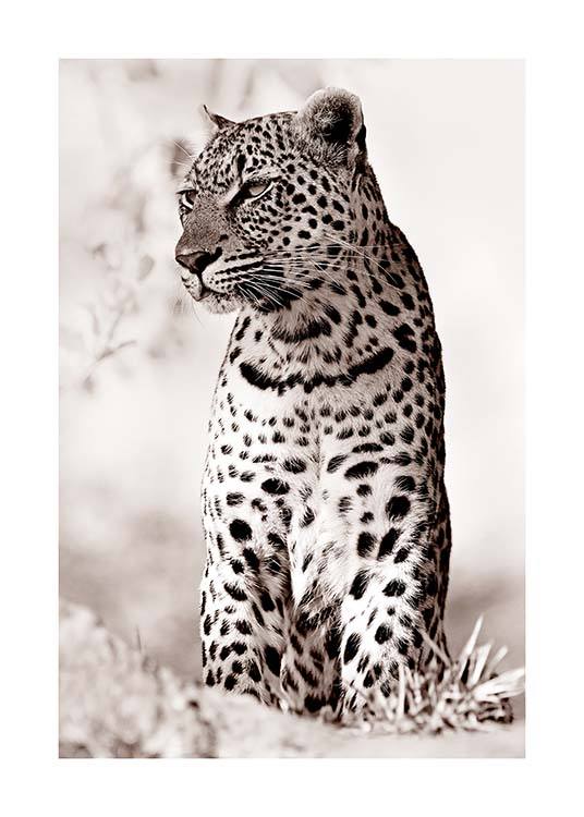 Leopard in the Wild Poster / Fotografia presso Desenio AB (11622)