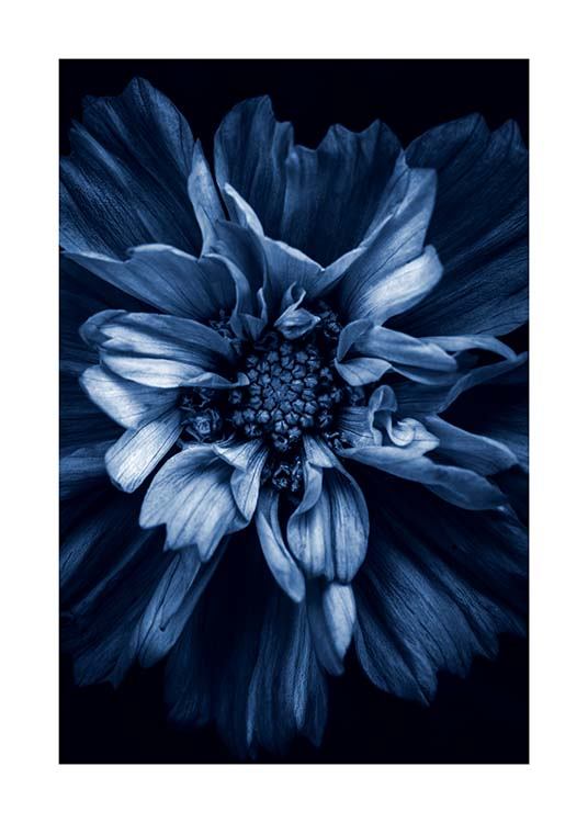 Blue Anemone Poster