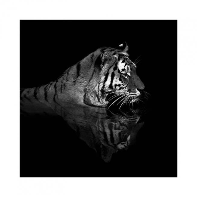 Tiger in Water Poster / Fotografia presso Desenio AB (11688)
