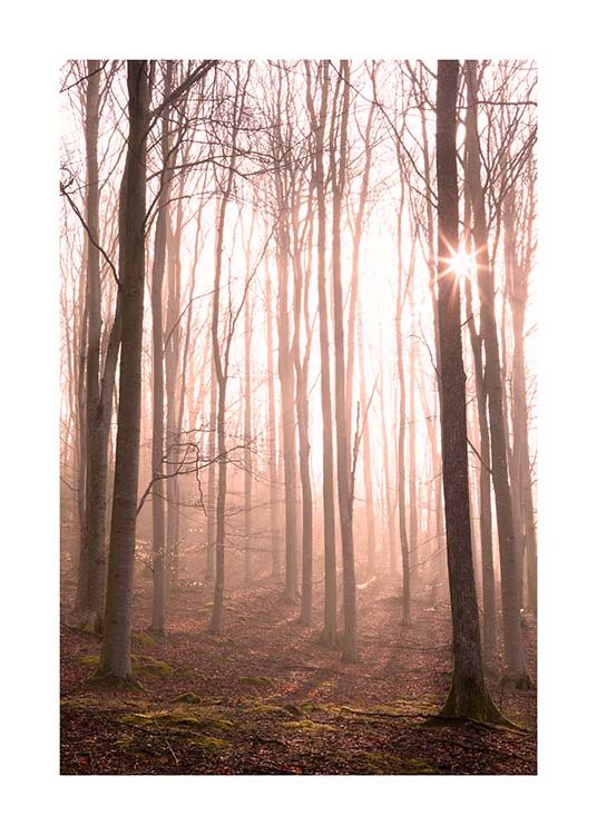 Forest in Fog Poster / Natura presso Desenio AB (11713)