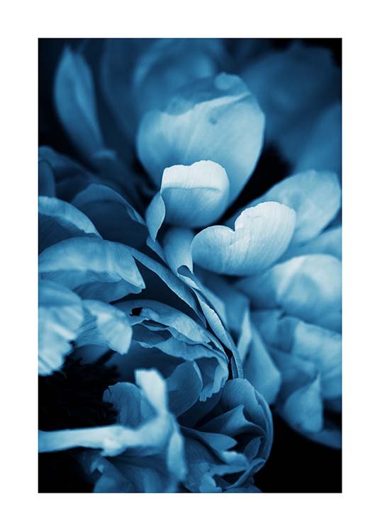 Blue Peony No3 Poster / Fotografia presso Desenio AB (11780)