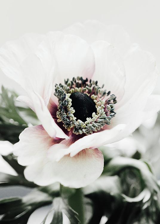 –Foto ravvicinata di un anemone bianco.