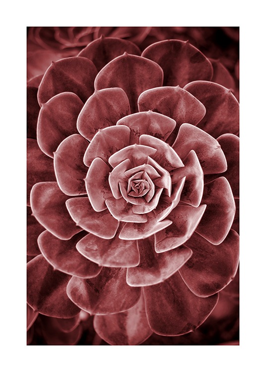 Red Succulent No2 Poster / Fotografia presso Desenio AB (11789)