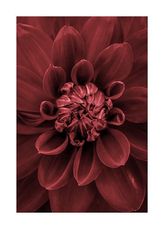 Red Dahlia Poster