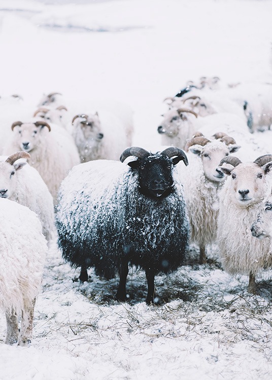 –Poster di una pecora nera in piedi in mezzo a pecore bianche.