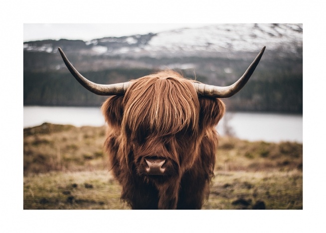 Scottish Highland Cattle Poster / Animali presso Desenio AB (11853)