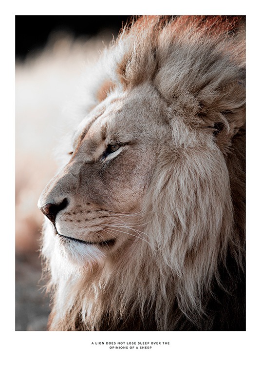 African Lion Poster / Fotografia presso Desenio AB (11857)