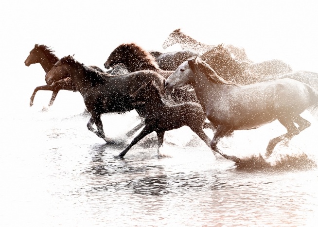 –Poster di cavalli che corrono in acqua.