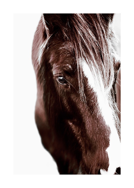 Horse with Blaze Poster / Fotografia presso Desenio AB (11863)