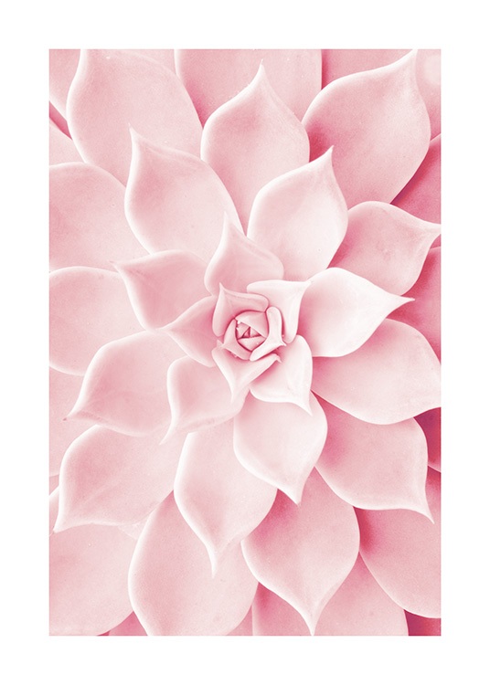 Pink Succulent Poster