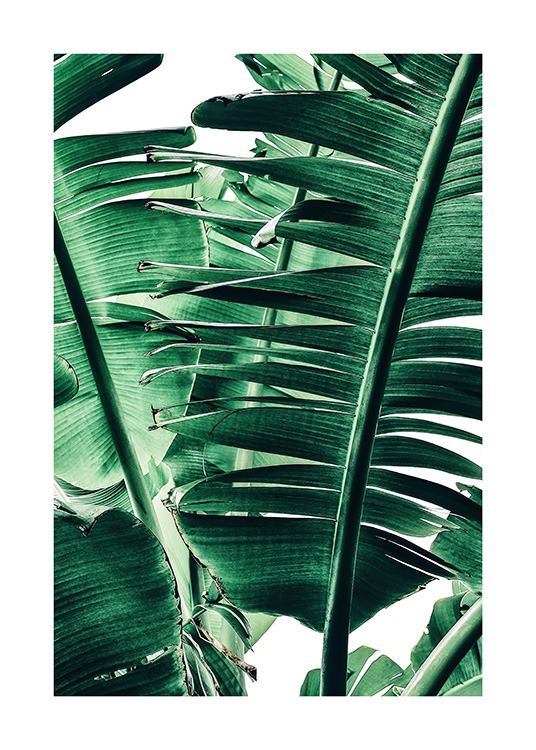 Banana Palm Leaves No1 Poster