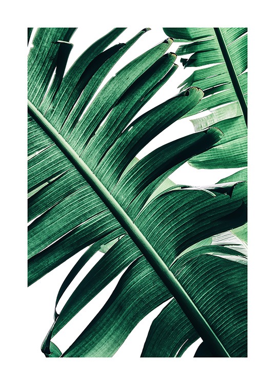 Banana Palm Leaves No2 Poster / Fotografia presso Desenio AB (12053)