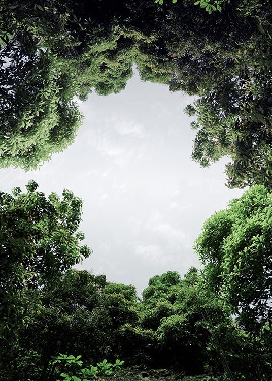 – Fotografia di alberi che formano un cerchio con il cielo che passa.