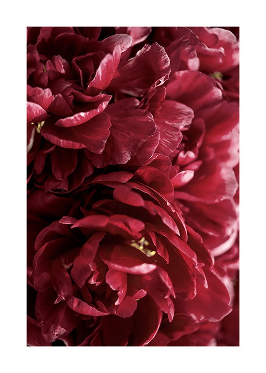 Burgundy Roses Poster / Fotografia presso Desenio AB (12109)