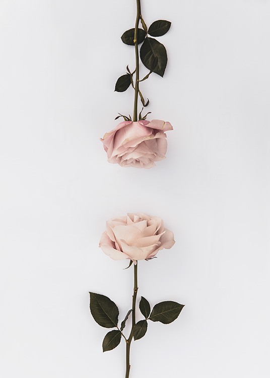 Two Roses Poster / Fiori & Piante presso Desenio AB (12164)