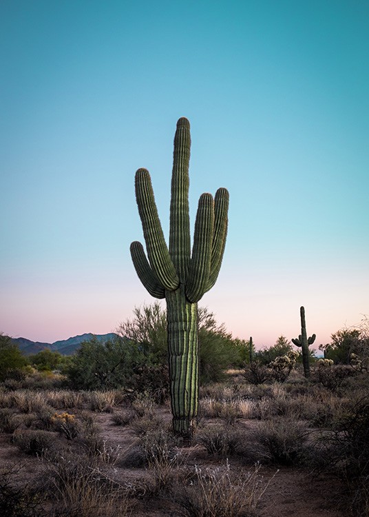 Foto del Cactus