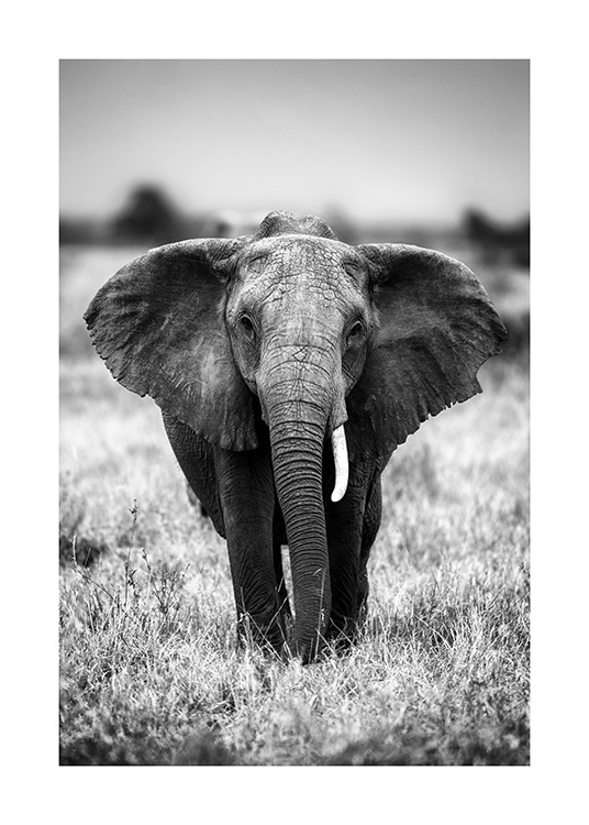 Elephant on the Savanna Poster / Bianco e nero  presso Desenio AB (12301)