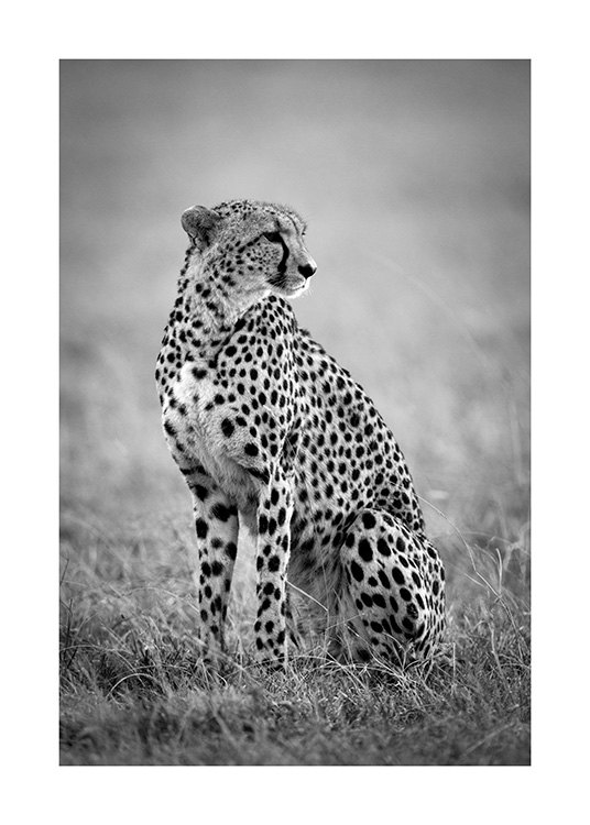 Cheetah B&W Poster / Animali presso Desenio AB (12302)