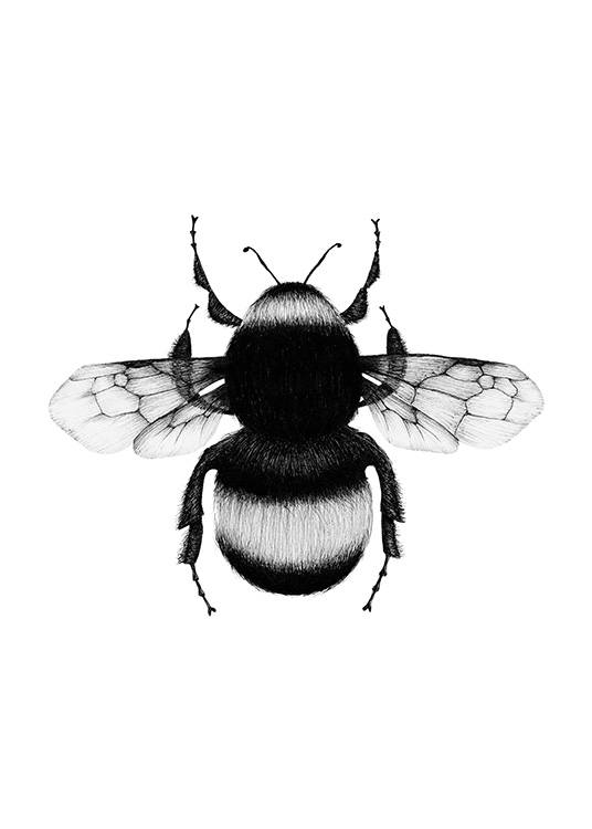Bumblebee Drawing Poster / Bianco e nero  presso Desenio AB (12309)