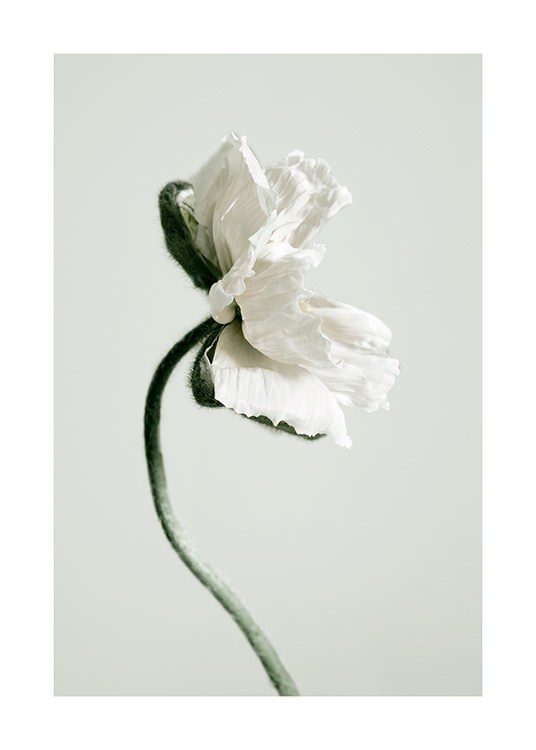White Poppy Flower Poster