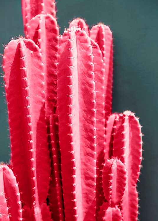Hot Pink Cactus Poster / Fotografia presso Desenio AB (12418)