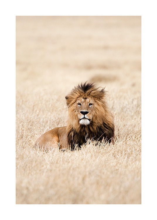 Lion King Poster / Fotografia presso Desenio AB (12573)