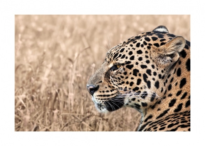 Persian Leopard Poster / Fotografia presso Desenio AB (12575)