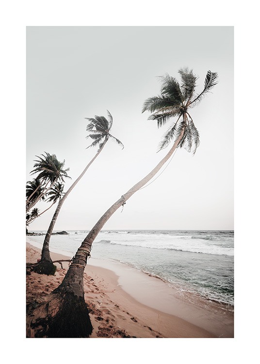  – Fotografia di palme curve al vento su una spiaggia con l’oceano sullo sfondo