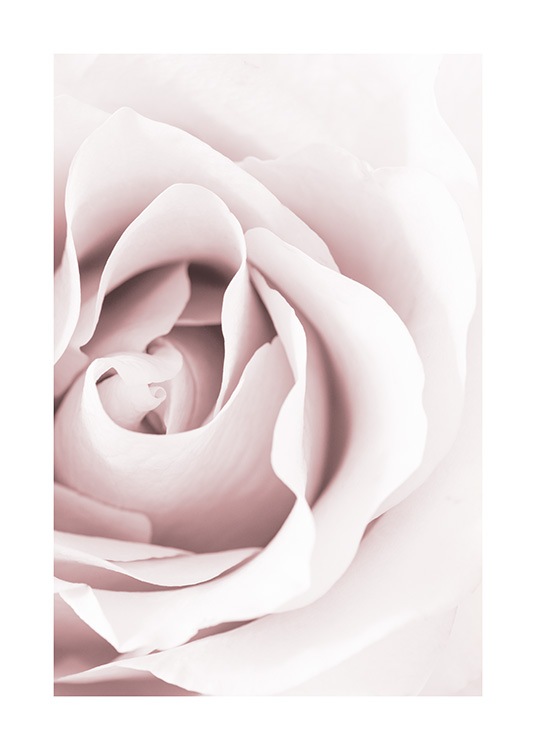 Dreamy Rose Poster / Fotografia presso Desenio AB (12653)