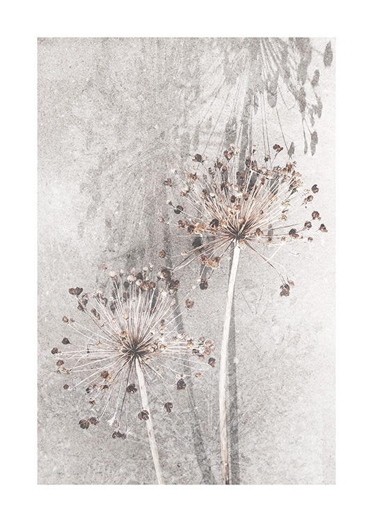 Dried Allium Flowers No1 Poster