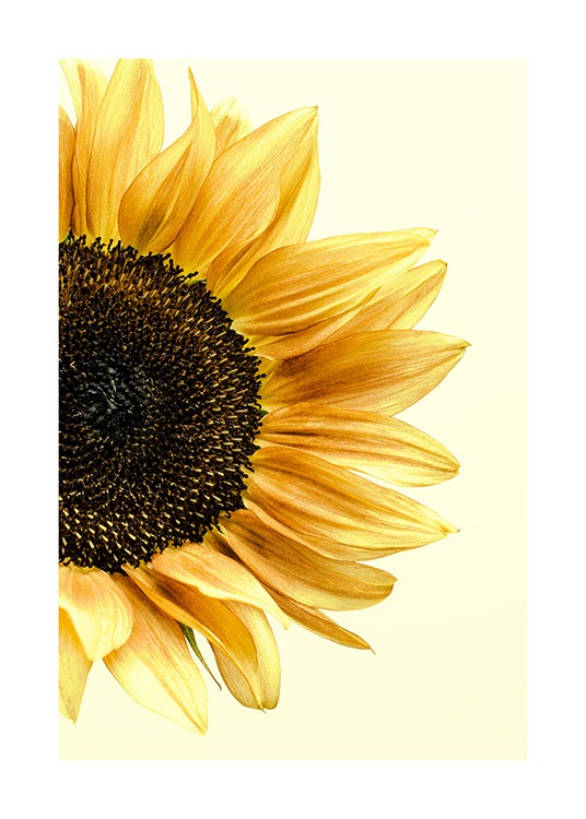 Sunflower Poster / Fotografia presso Desenio AB (12864)