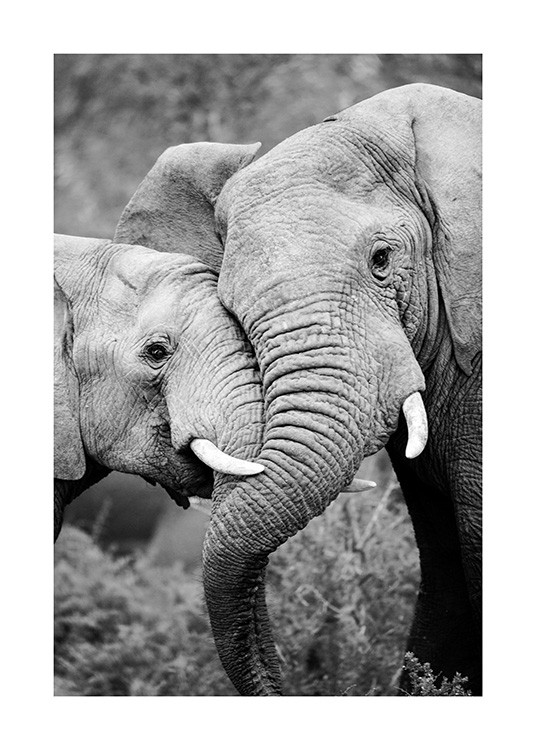 Elephant Friends Poster