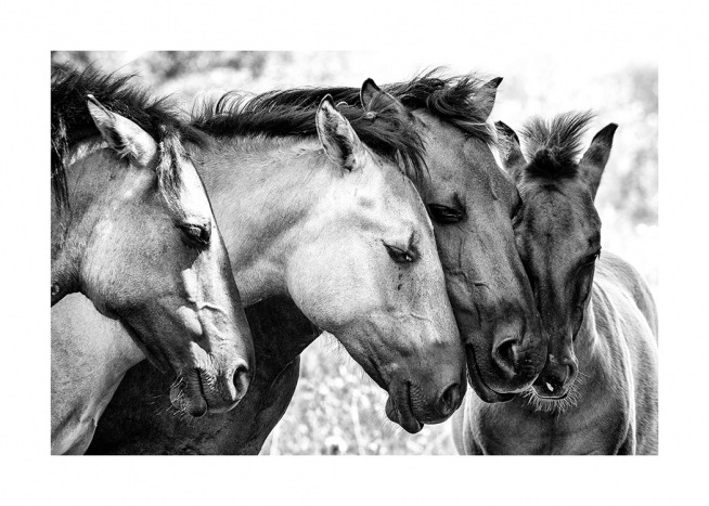 Fotografia in bianco e nero di un gruppo di cavalli con le teste appoggiate l’una all’altra