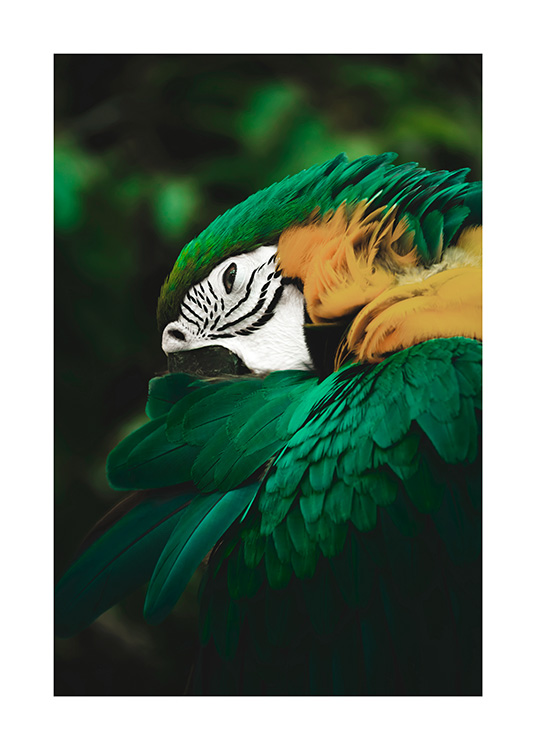 Jungle Parrot Poster Pappagallo Verde Desenio It