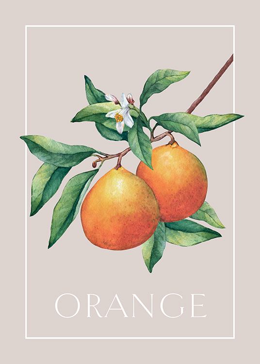 Illustrazione vintage di due arance e la scritta Orange incorniciate in un rettangolo