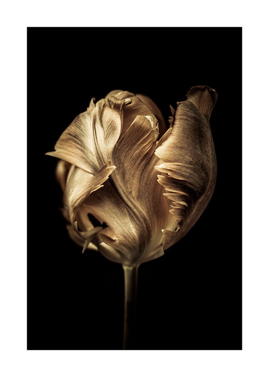  - Fotografia di un tulipano dorato su sfondo nero