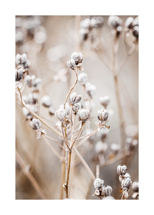  – Primo piano di piccoli fiori rotondi bianchi su sfondo sfocato