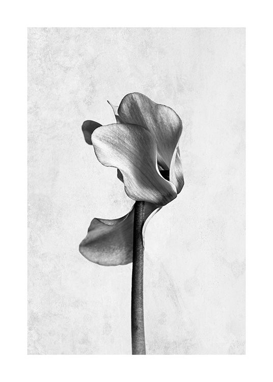  - Fotografia artistica in bianco e nero di un ciclamino su sfondo grigio cemento